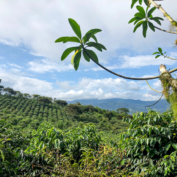 ECUADOR: LA CAROLINA