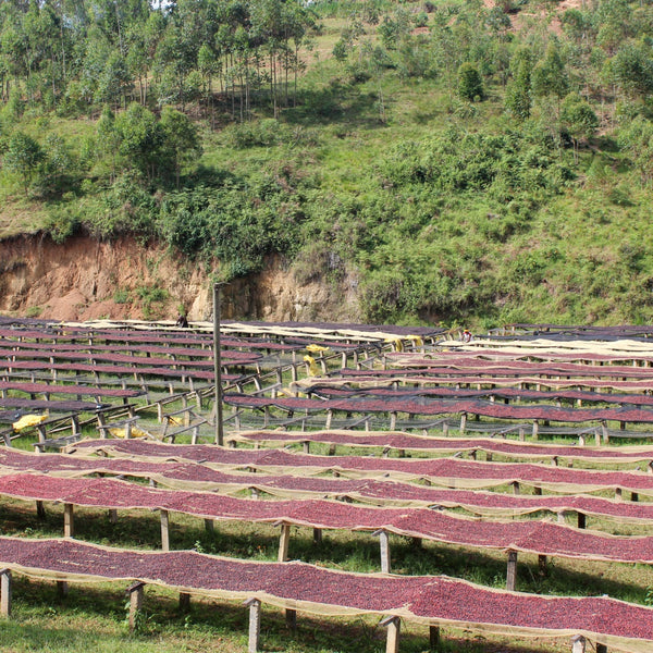 BURUNDI: KIBINGO