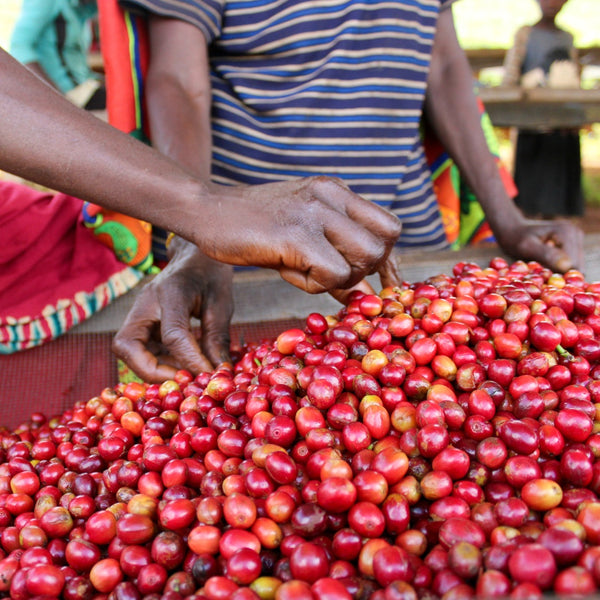BURUNDI: KIBINGO