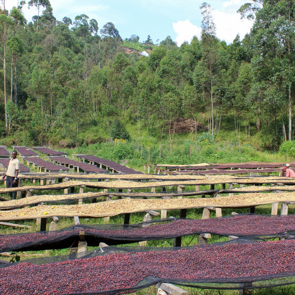 BURUNDI: KIBINGO