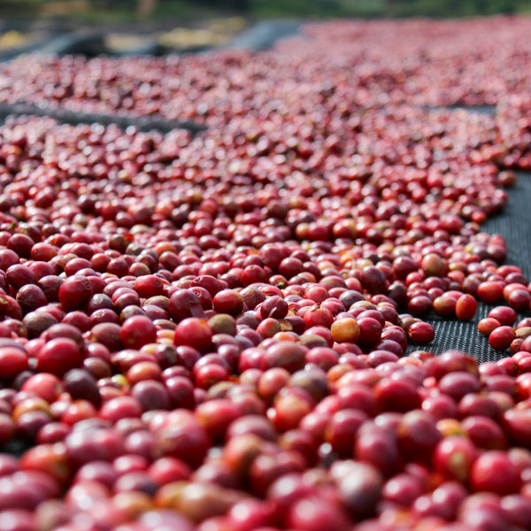 BURUNDI: KIBINGO