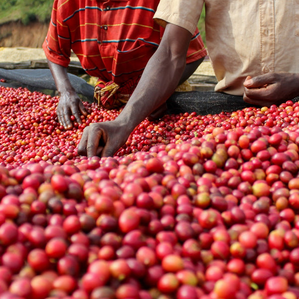 BURUNDI: KIBINGO