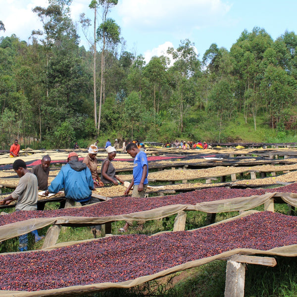 BURUNDI: KIBINGO