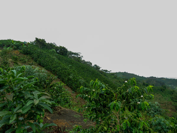 COLOMBIA: JAIRO QUINONES