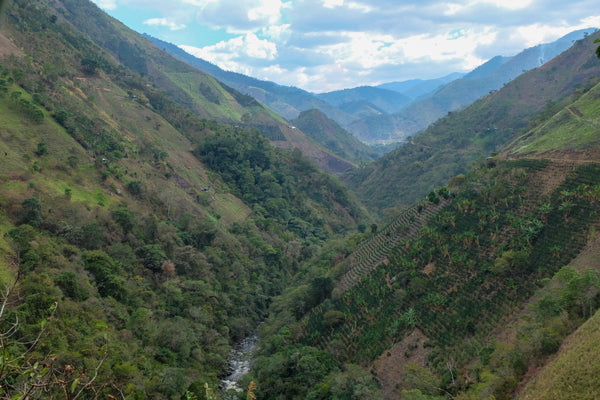 COLOMBIA: TOLIMA