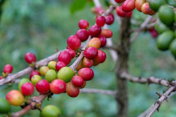 COLOMBIA: TOLIMA