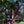 GUATEMALA: QUETZAL