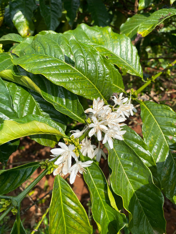 UGANDA: KIGEZI VALLEY