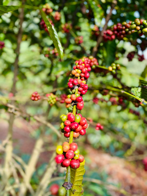 UGANDA: KIGEZI VALLEY
