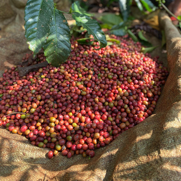 UGANDA: KIGEZI VALLEY